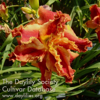 Daylily Famously Hot